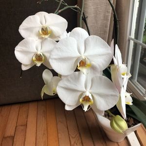 Meet your Posher, Tracy